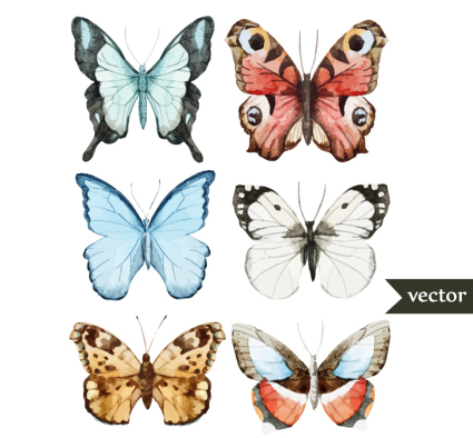 6 beautiful watercolor butterfly Vector
