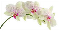 Orchid white picture material-4