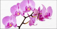 Orchid white picture material-3