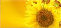 Sunflower picture background material-10