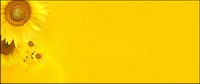 Sunflower picture background material-9