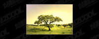 Tree picture material