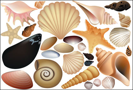 Vector Colorful Shell