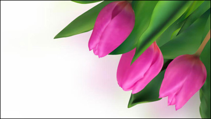Bright tulips 04-- vector material