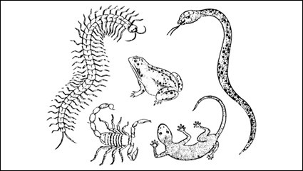 Gecko centipedes scorpions and snakes toad vector material