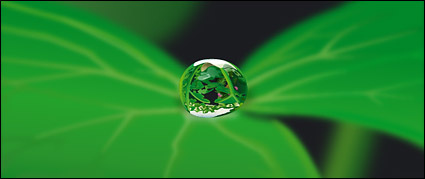 water on the Leaves vector material-2